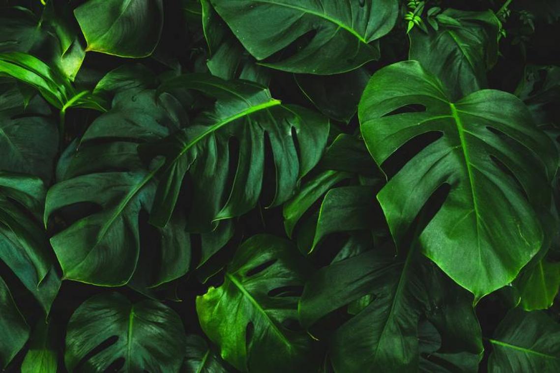 Drie boeken voor de plantlover in je leven