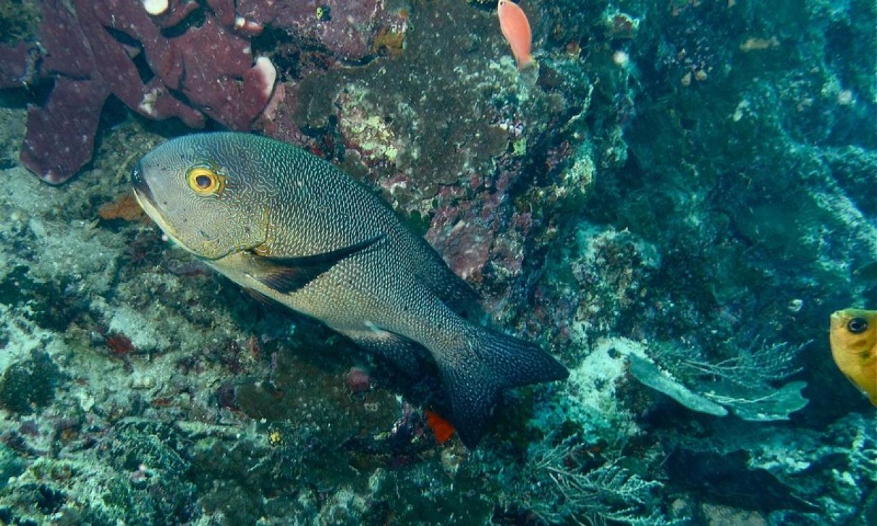 Zoveel jaren heeft de oudste vis ooit op de teller staan