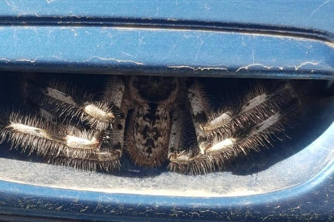 IEW. Vrouw doet onthutsende ontdekking in deurhendel van auto