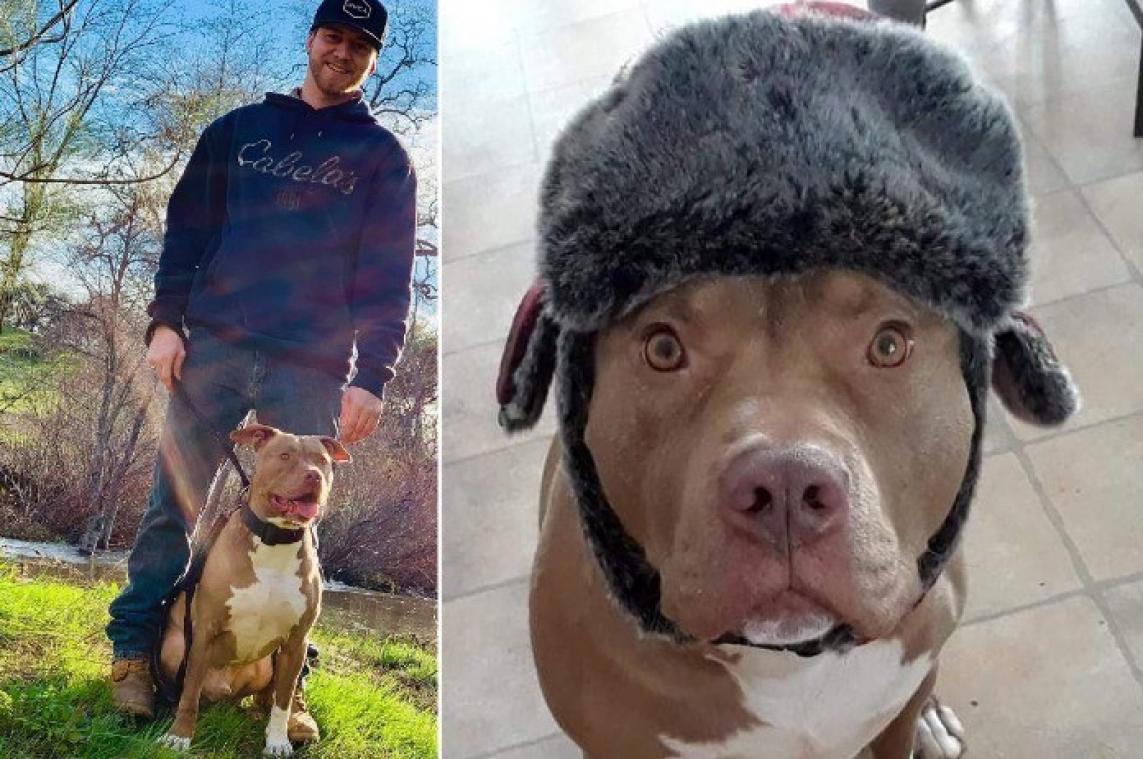 BIZAR. Man slaat beer van 160 kg in gezicht om zijn hond te redden