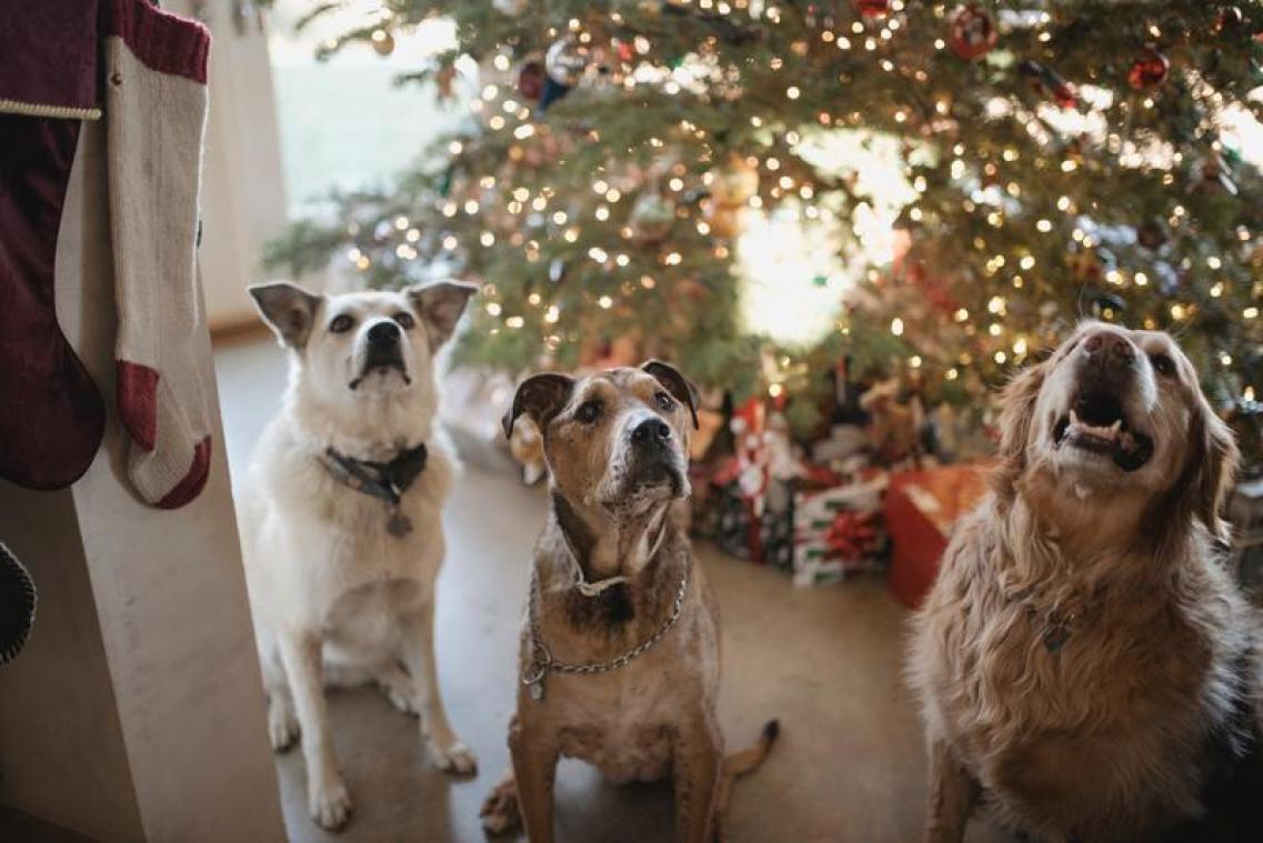 Daarom geef je de restjes van je kerstdiner beter niet aan je huisdier