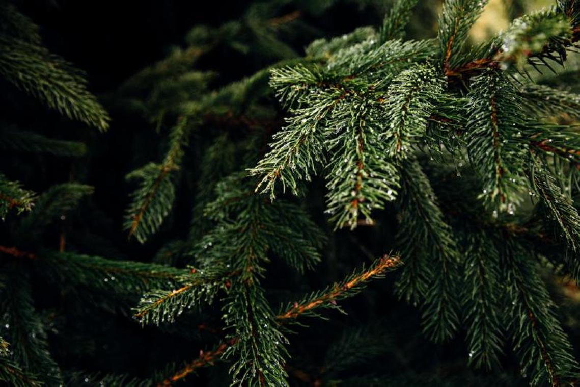 BIZAR. Deze mislukte kerstboom staat symbool voor 2020 (video)