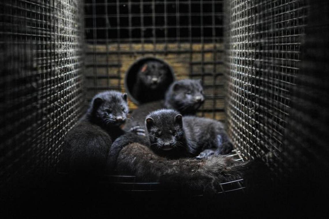 Rusland ontwikkelt coronavaccin voor dieren