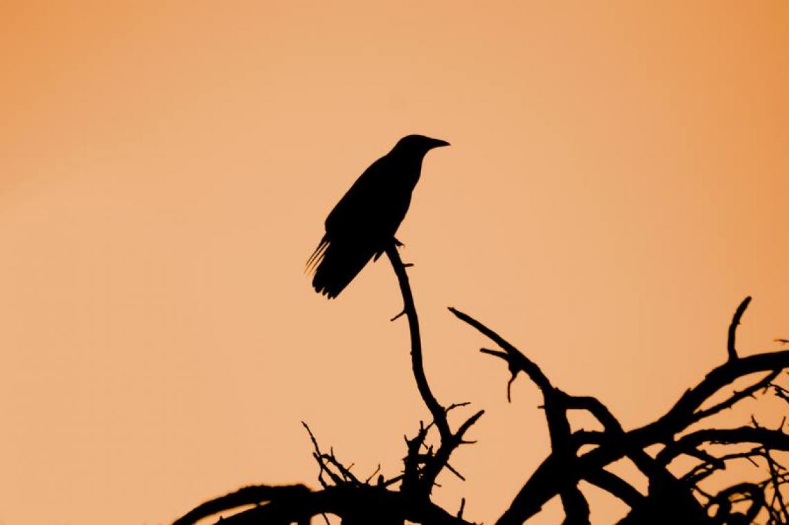 BIZAR. Deze vogel is net zo slim als de mensaap