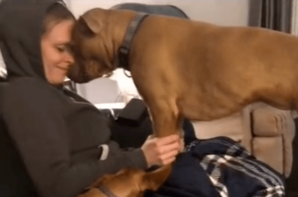 Hond ontdekt dat haar baasje zwanger is, haar reactie doet iedereen smelten (video)