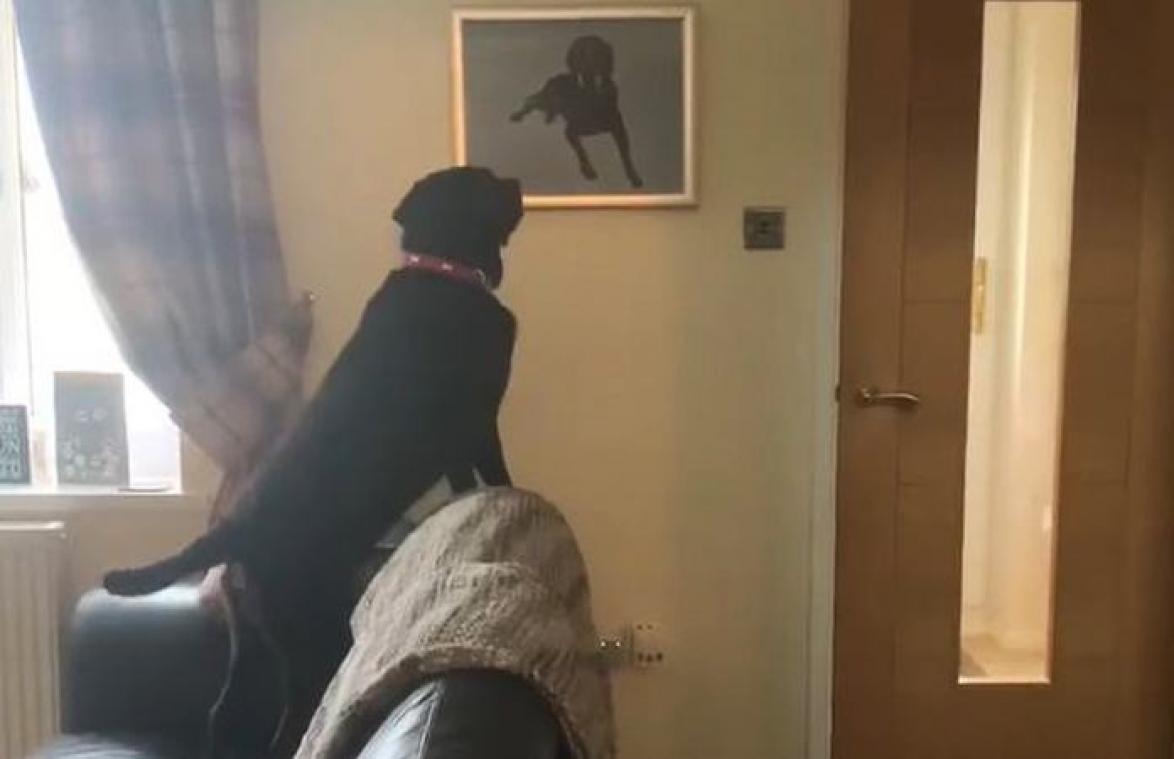 Hond ziet schilderij van zijn overleden broer. Zijn reactie is HARTBREKEND! (video)