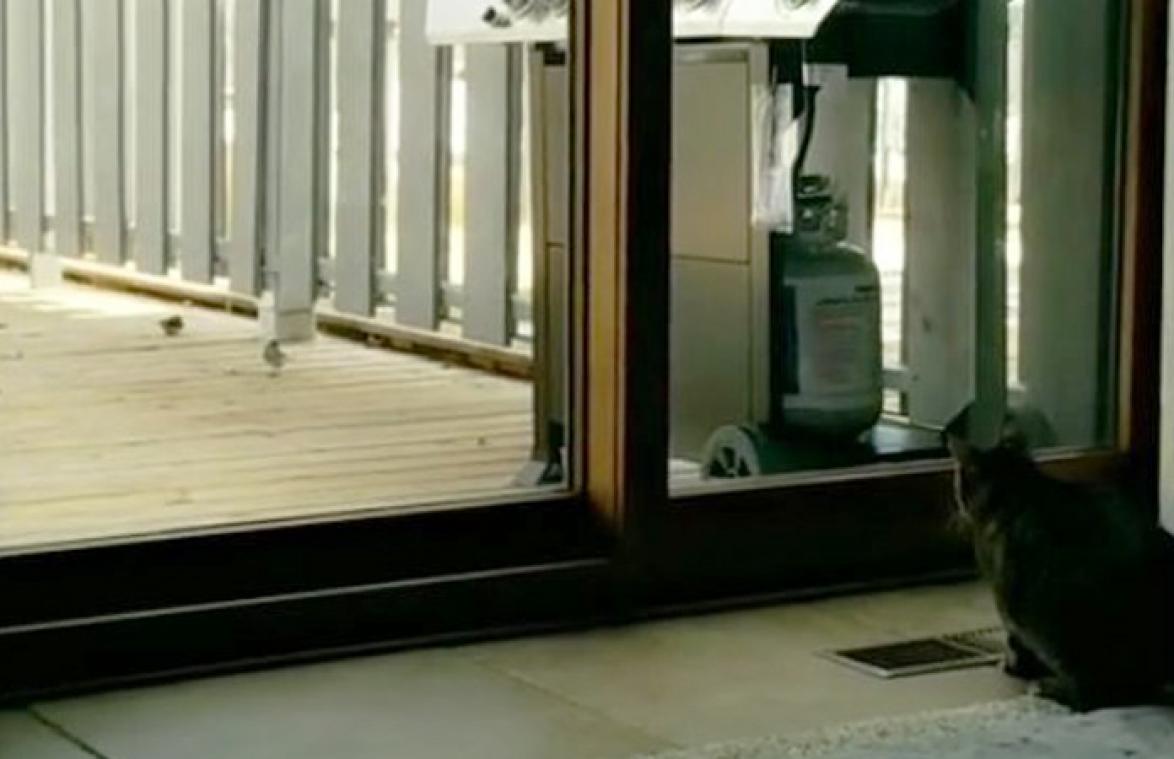 BAM! Kat wil vogel aanvallen, maar vergeet dat hij binnen zit... (video)