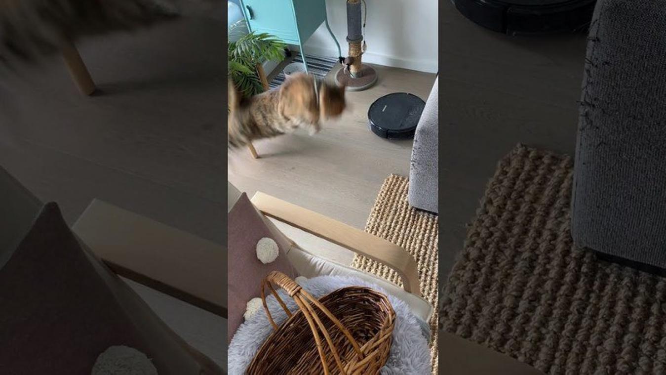 Kat heeft HEFTIGE reactie op robotstofzuiger (video)