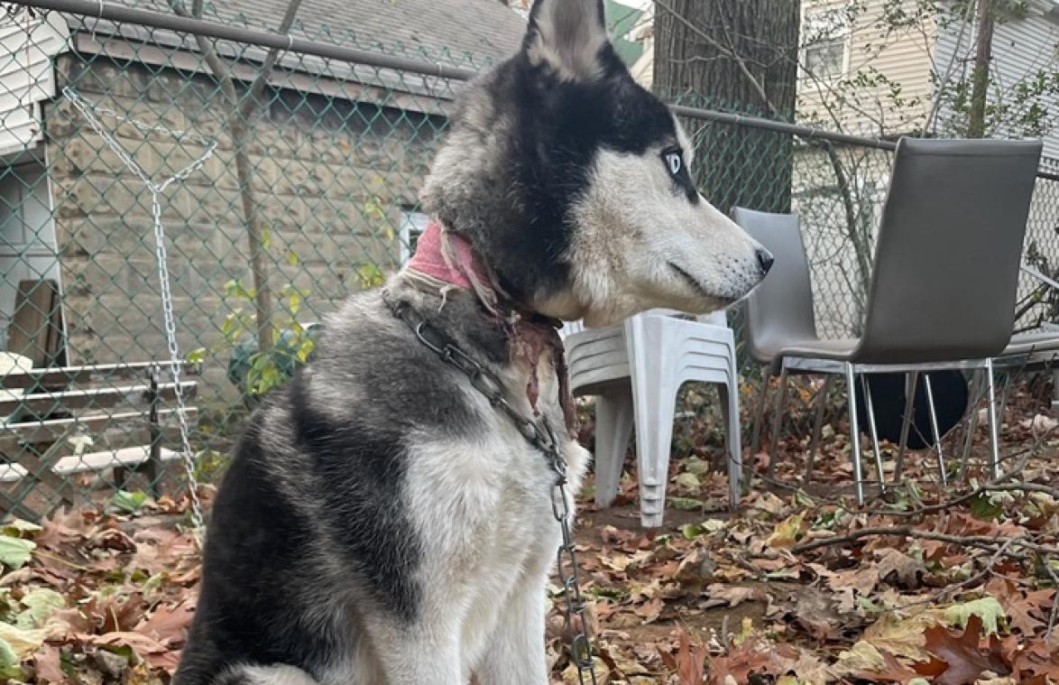 Koppel verhuist en laat hond vastgebonden achter in tuin: "Schandalig!" (foto)