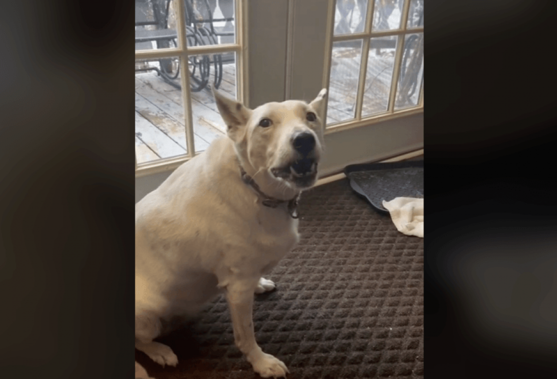 SCHATTIG. Dove hond die 'blaft' ontroert het internet (video)