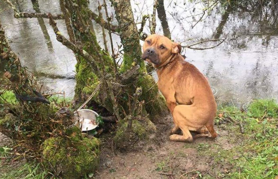 Jager treft achtergelaten hond aan met ketting aan boom: "Hij beefde van de schrik"