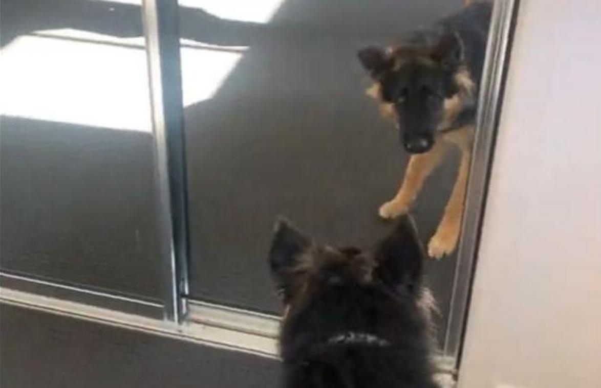 Hond ziet zichzelf voor het eerst in de spiegel. Haar reactie? HILARISCH! (video)