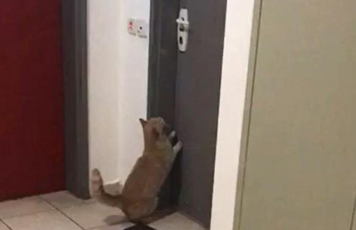 WOW! Slimme kat kan gesloten deur zelf openen (video)