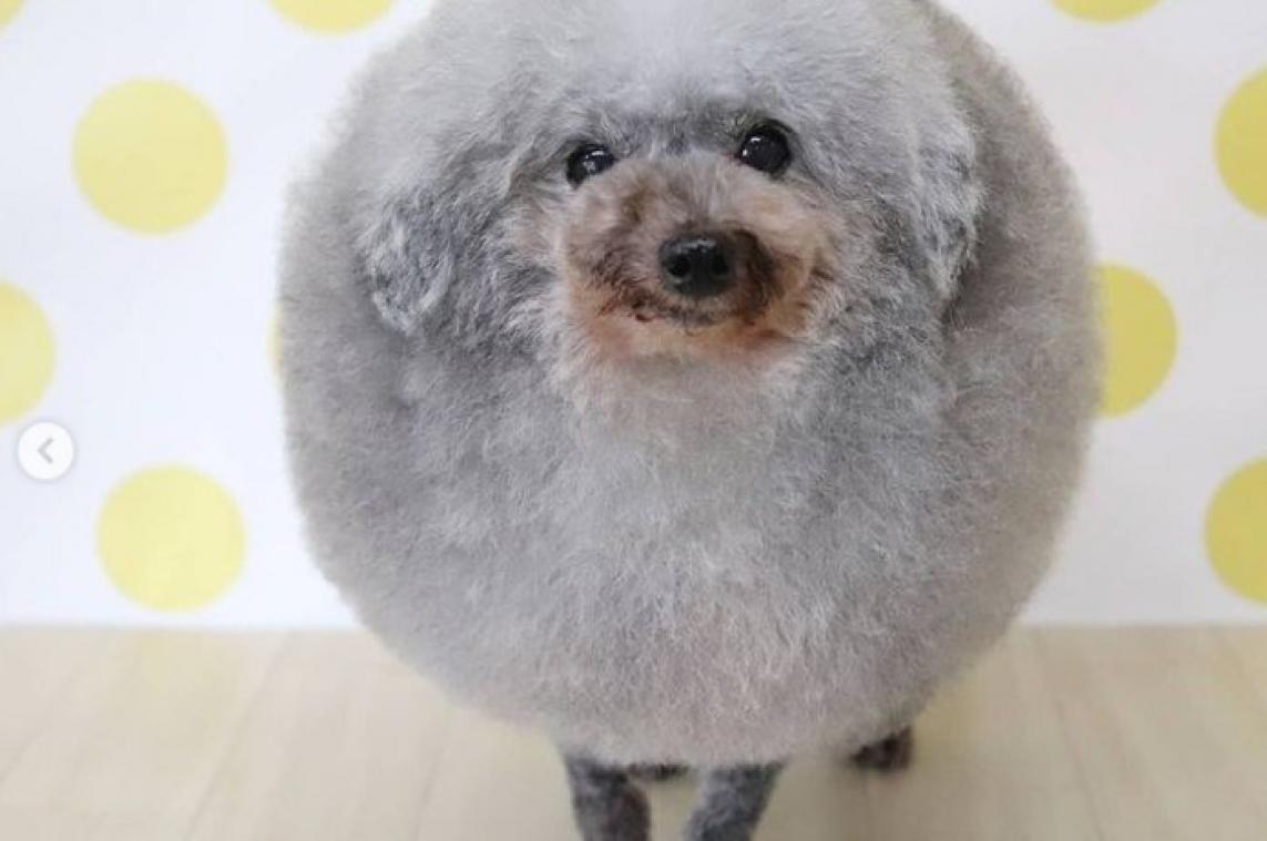 SCHATTIG. Deze poedel lijkt wel een schaapje door zijn bijzonder kapsel (foto's)