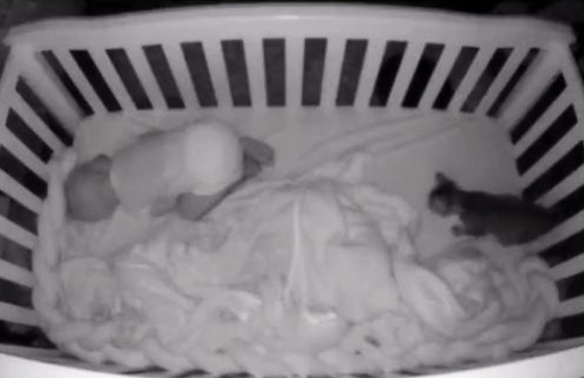 Kitten kruipt bij baby in bed. De reactie van het kindje is TE SCHATTIG! (video)