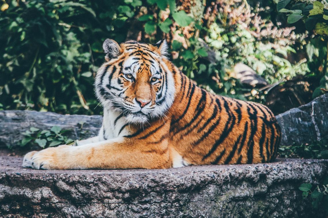 Tijger zet zijn tanden in safariwagen (video)