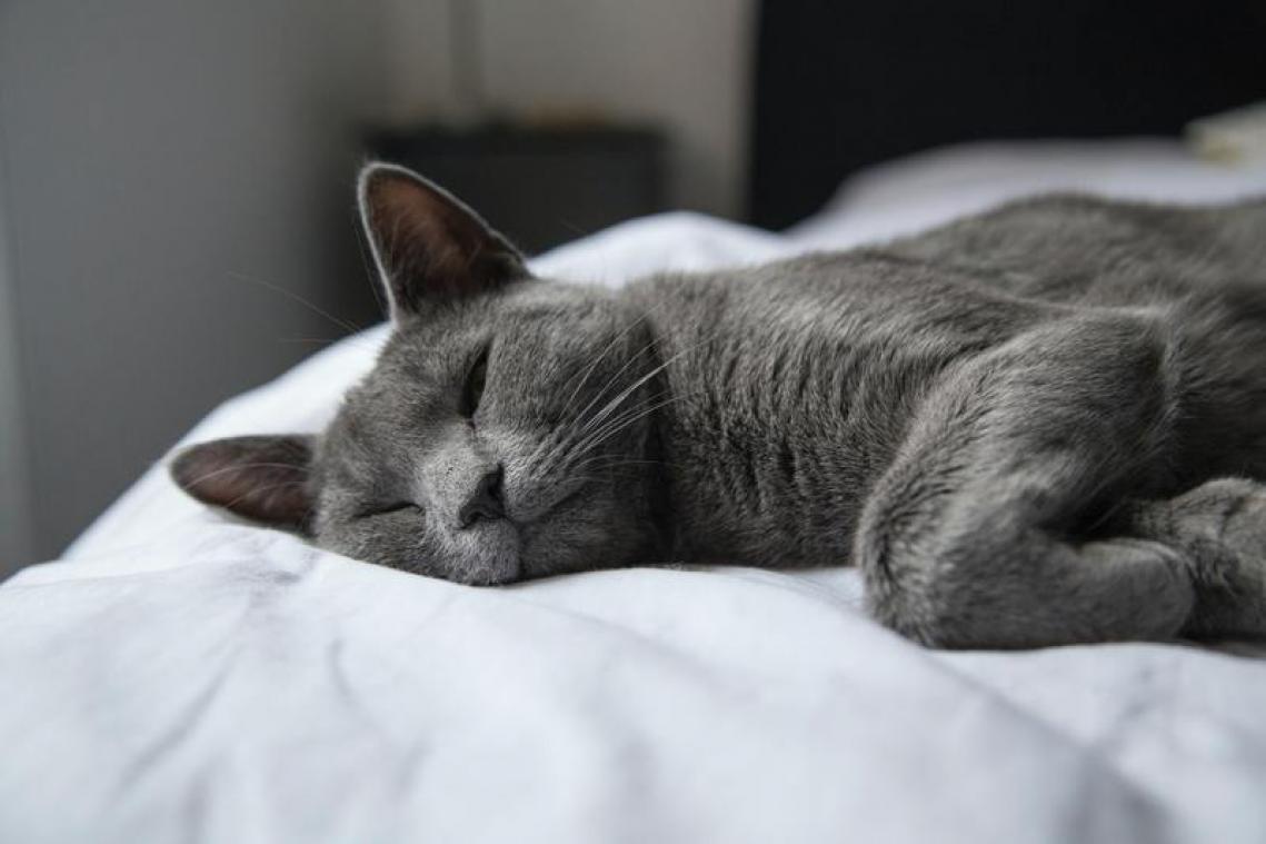 Man die kat doodsloeg krijgt vijf maanden cel met uitstel