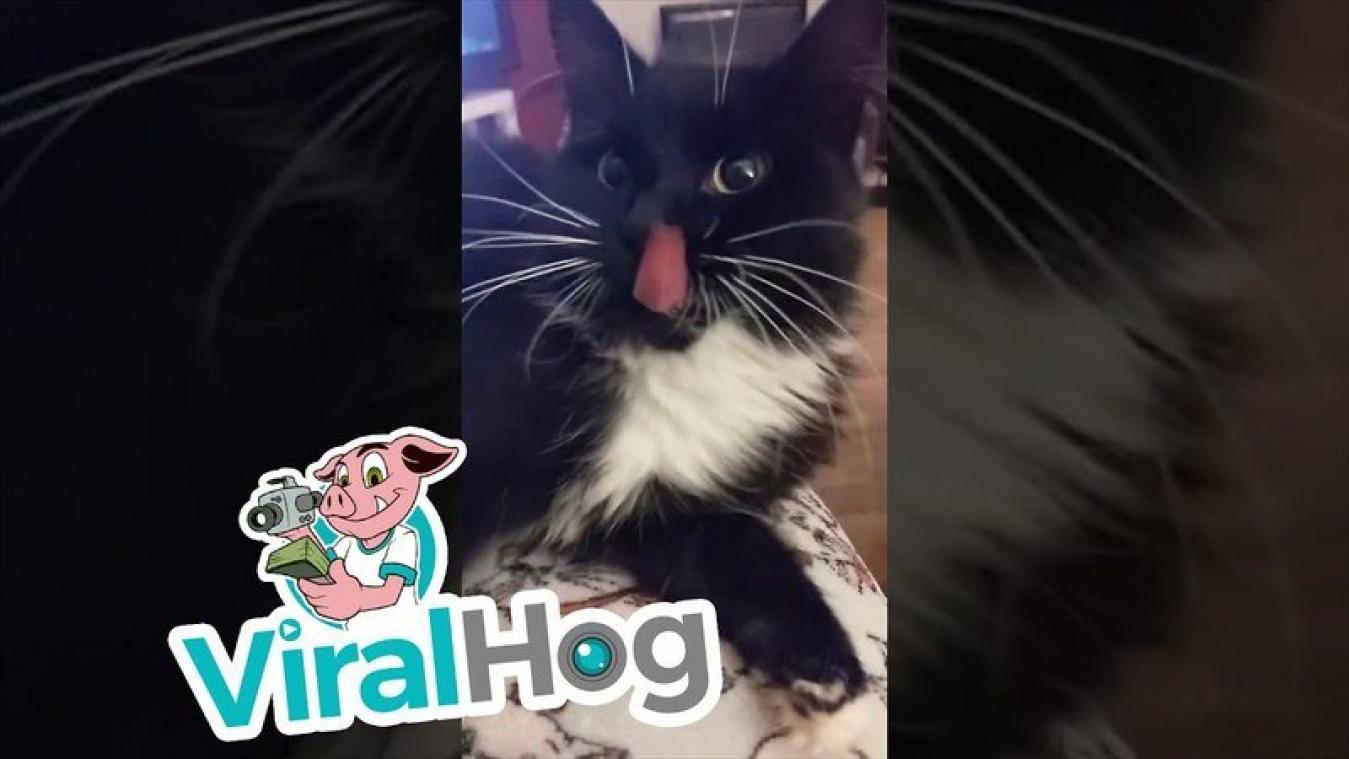HILARISCH. Vrouw in de war nadat dubbelganger van kat opduikt (video)