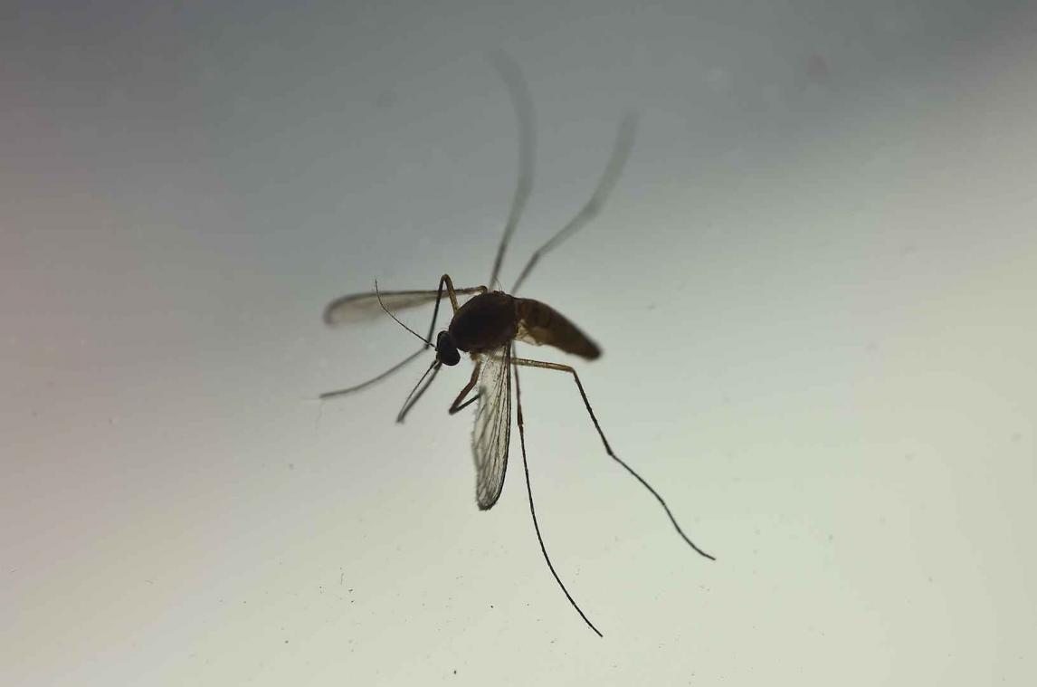 Goedkope test spoort Zika in drie uur op