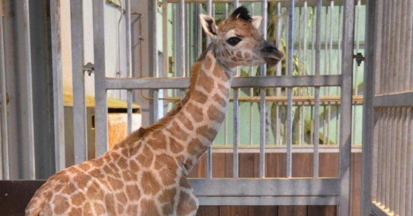 CUTE! Rothschildgirafje Kamala geboren in Bellewaerde