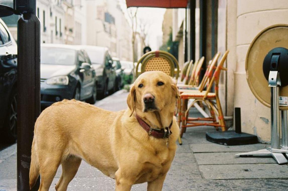 Trouwe hond die dagenlang aan ziekenhuis wachtte, ziet genezen baasje voor het eerst terug (video)