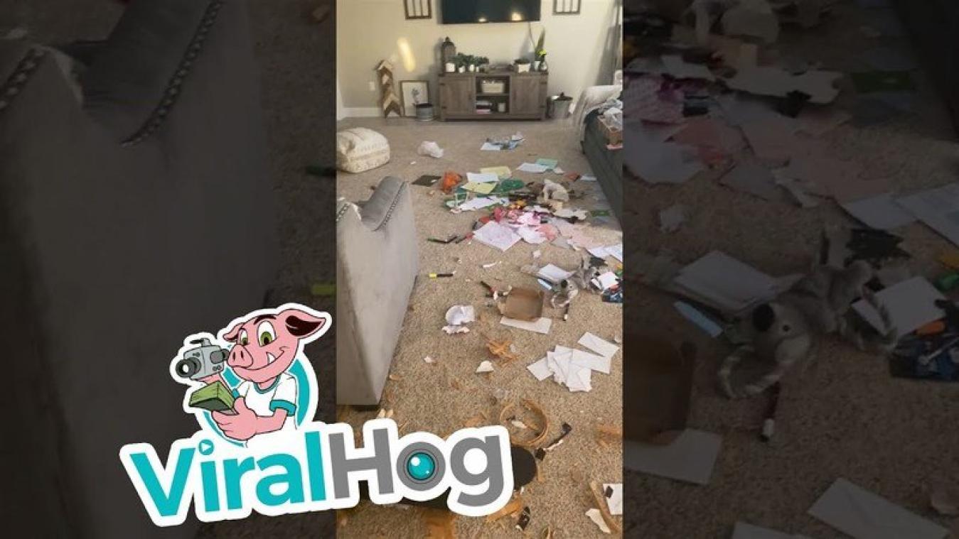 OEPS. Puppy richt ravage aan in woonkamer (video)