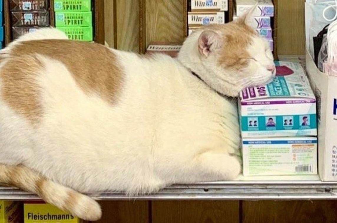 CUTE. Deze katten maakten van New Yorkse buurtwinkels hun huis (foto's)