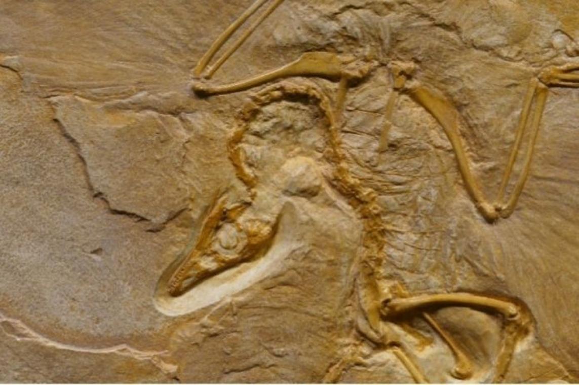 WOW. Overblijfselen van 'grootste' dinosaurus ooit gevonden