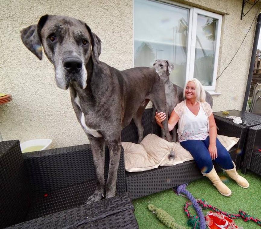 Grootste hond ter wereld overleden (+ video)