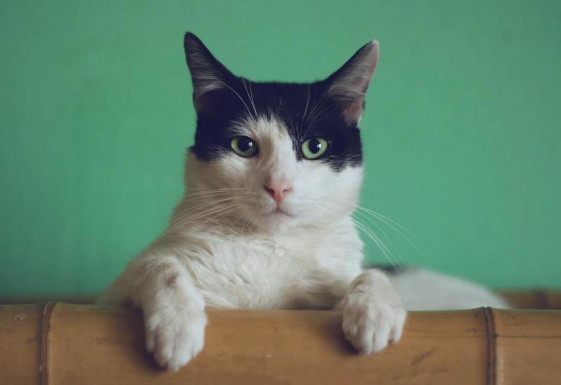 Daarom is ook jouw kat de coronamaatregelen beu