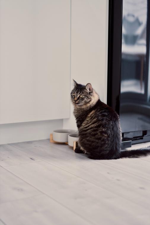 Deze etenswaren mag je nooit aan je kat geven