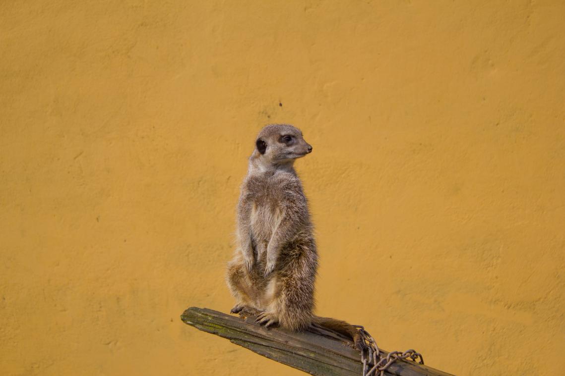 BIZAR. Koop eens 4 kilo kakkerlakken voor de stokstaartjes van ZOO Antwerpen