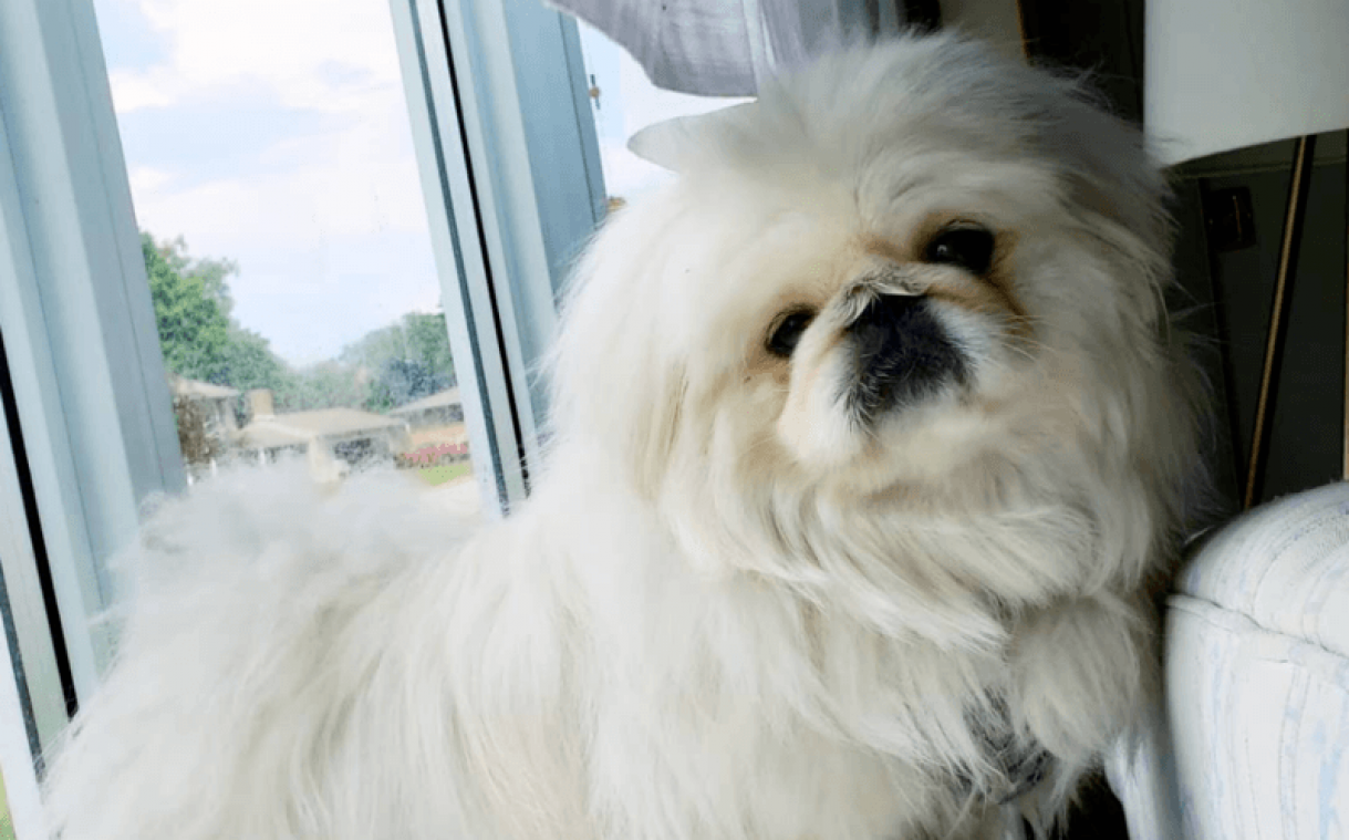 Vrouw ziet snoetje van haar hond in stuk banaan: "Zo treffend, lijkt wel gefotoshopt" (foto)