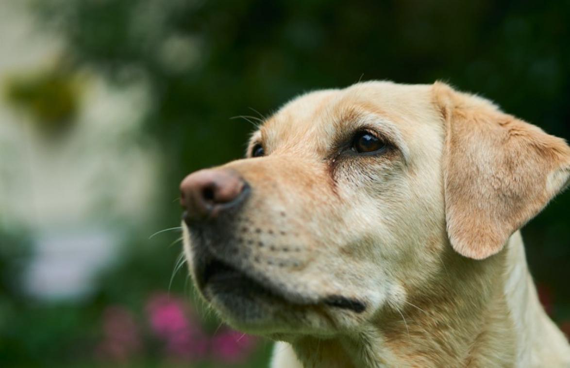 Mislukte foto van hond gaat viraal: "Hij ziet eruit als een tweebenig misbaksel"
