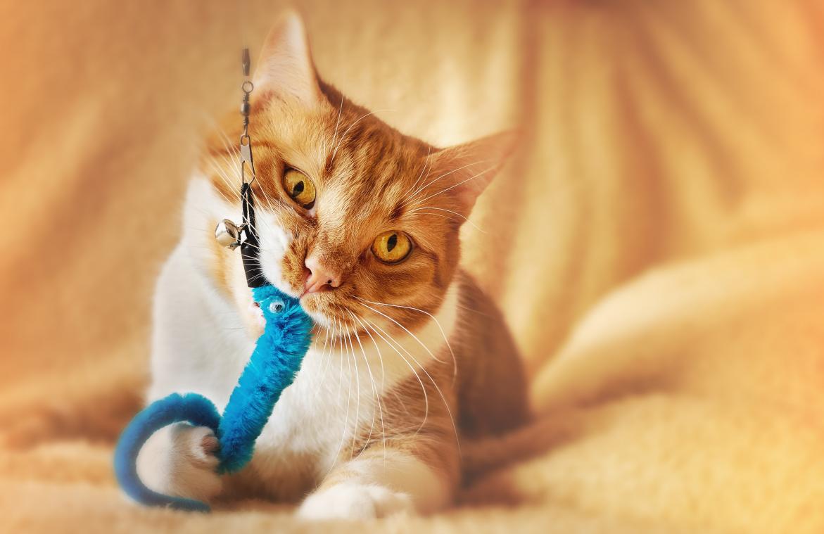 BIZAR. Door regelmatig met je kat te spelen red je vogels