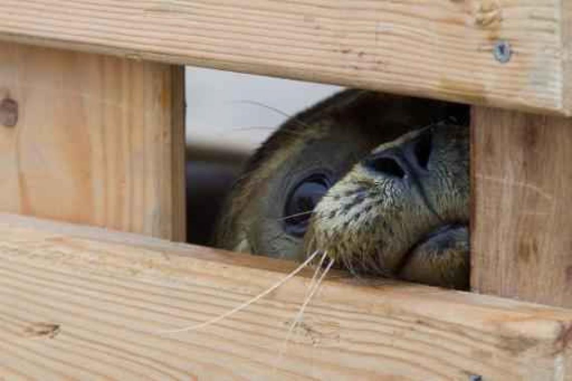 Sea Life zwaait laatste zeehondenpups van het seizoen uit