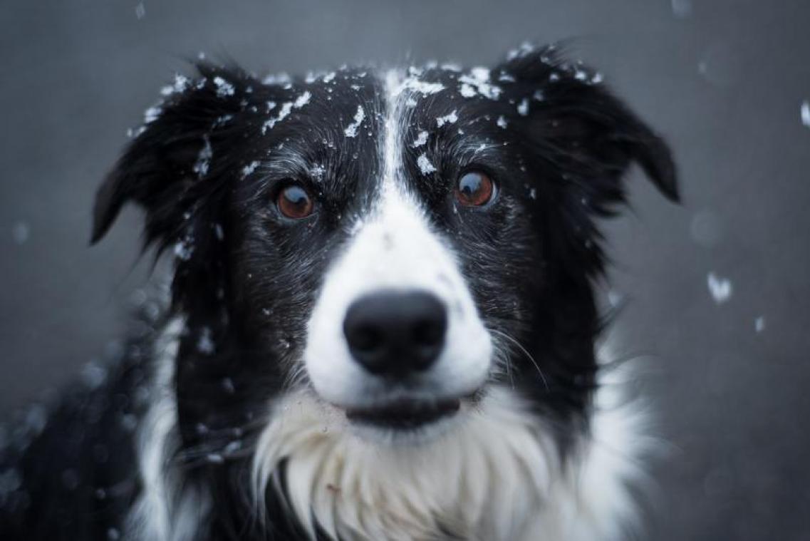 Amerikaan maakt via erfenis van zijn hond een multimiljonair (video)