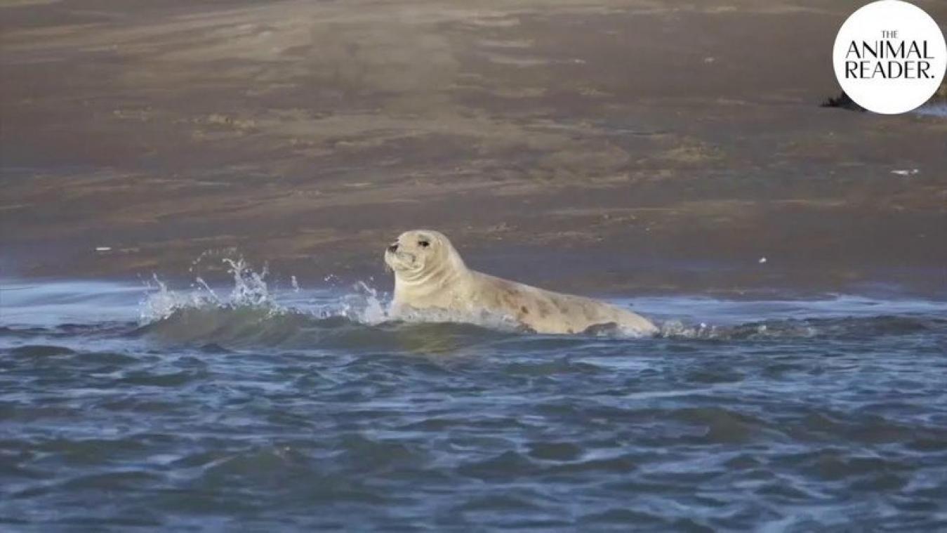 CUTE. Zeehonden maken na vijftig jaar comeback op Franse stranden (video)