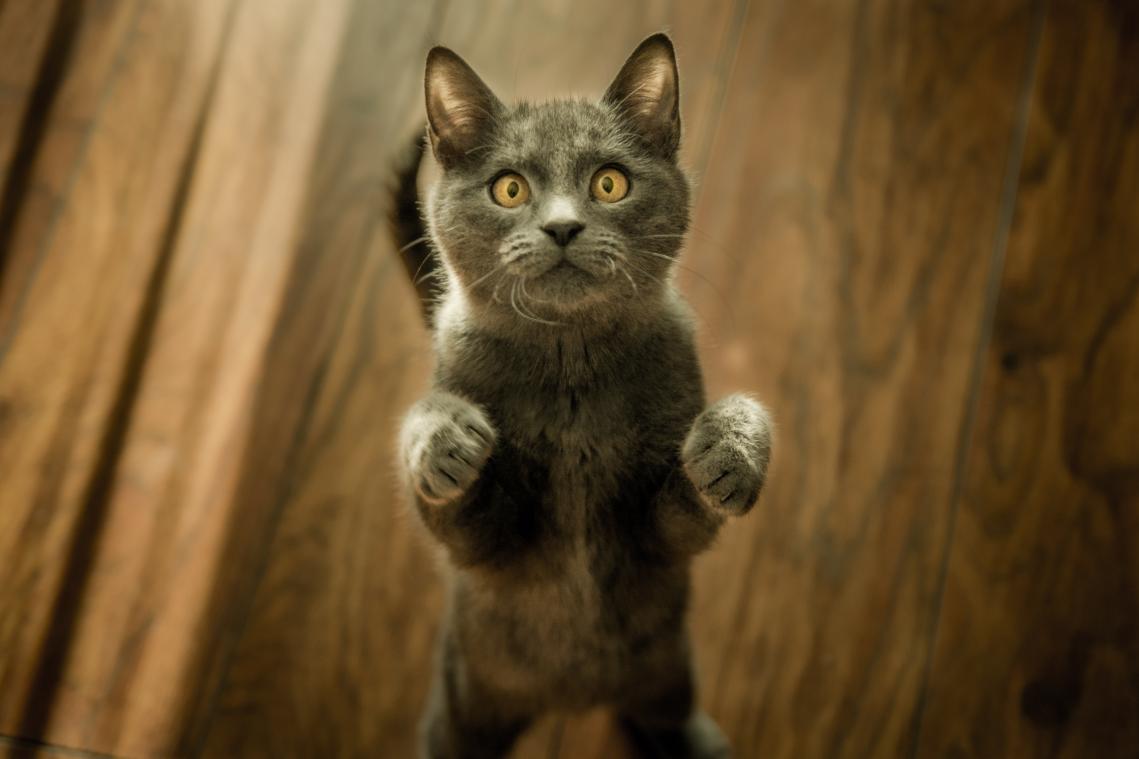 Slecht nieuws voor honden lovers: de Belg is een kattenmens
