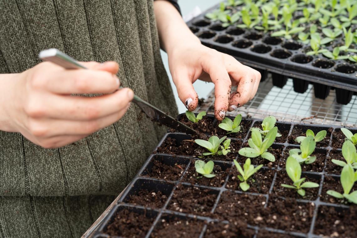 Groene vingers (kweken)? Brusselaars kunnen weer gratis zadenkit aanvragen