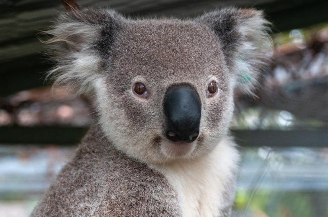 Triumph, de eerste koala ter wereld met een prothese (video)