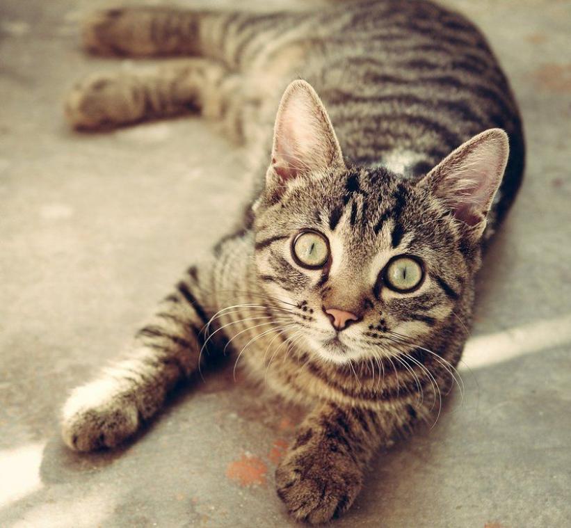 Deze signalen tonen dat je kat je graag ziet
