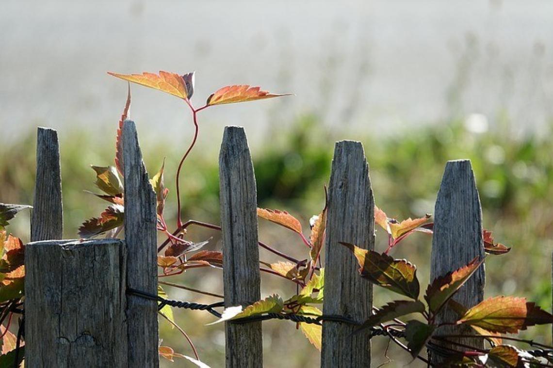 Vijf manieren om privacy in je tuin te creëren
