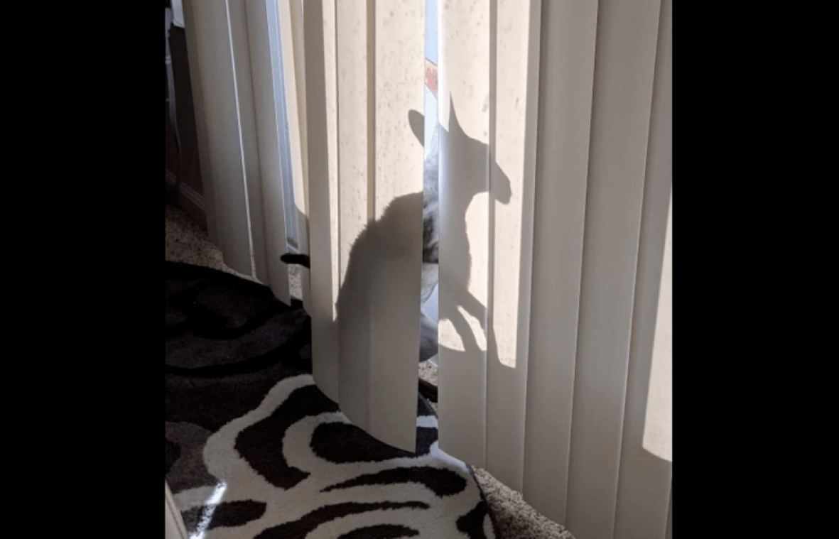 Deze kat is zo 'creepy' dat exorcisten zich spontaan aanbieden: "Sluit hem op en bid dat de demon weggaat" (foto's)