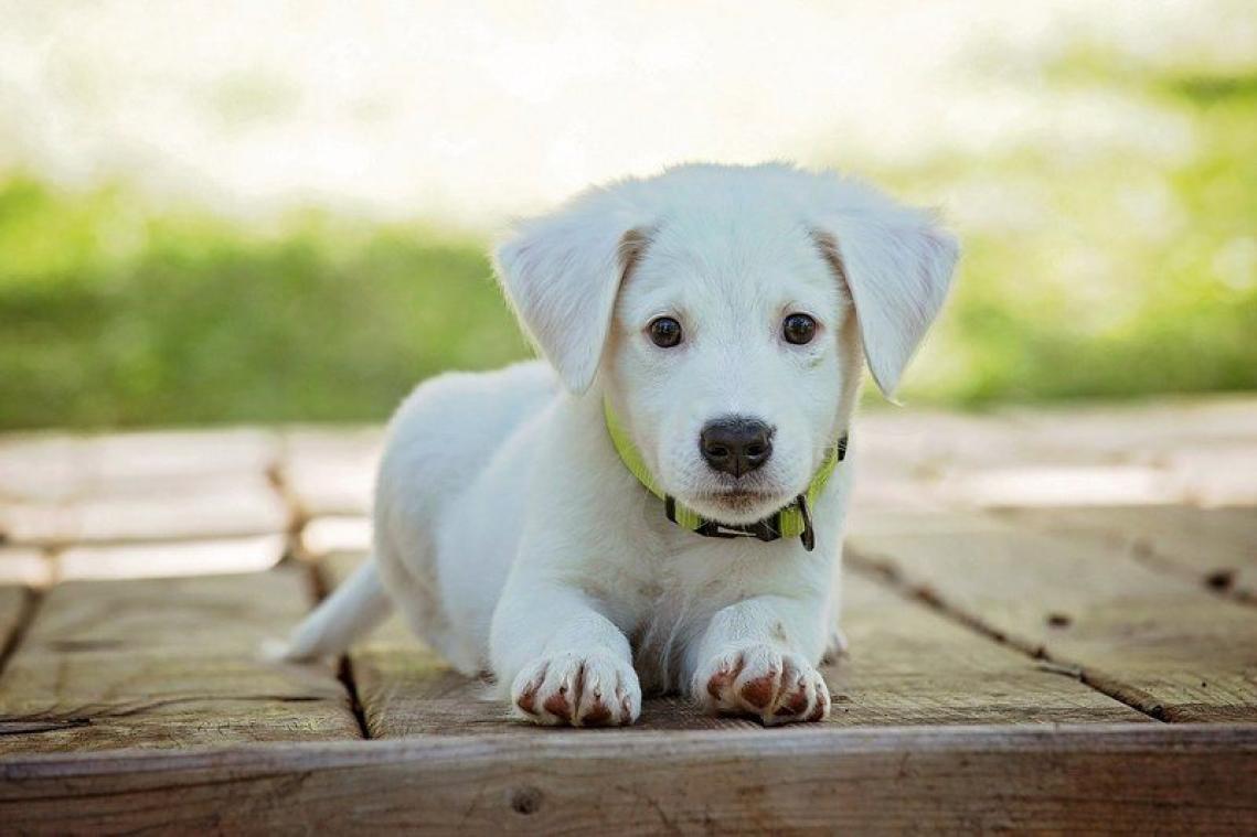 Een puppy in huis halen tijdens de lockdown, is dat wel een goed idee?