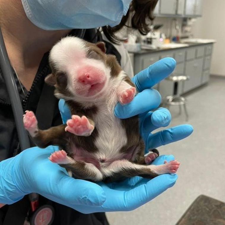 Oeps. Puppy geboren met 6 poten en twee anussen (video)