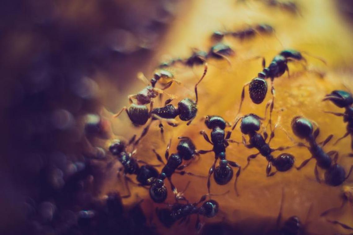 Met deze 5 trucjes heb je straks geen last van insecten in je huis