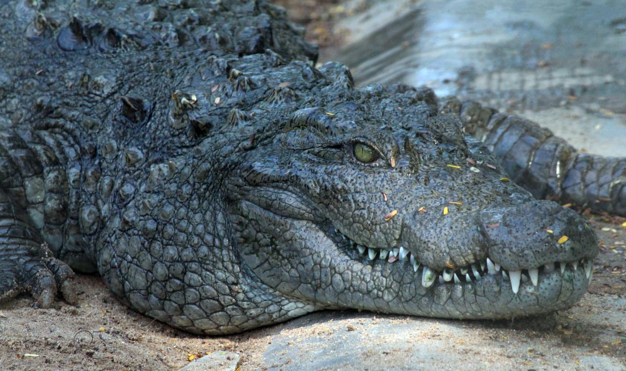 BIZAR. Vreemde pose van deze 'bevroren' alligators heeft een bijzondere verklaring (foto's)