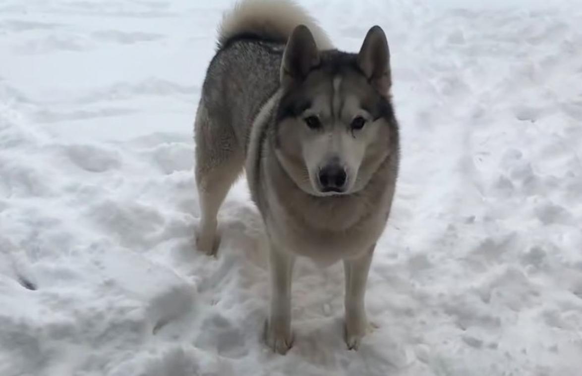 HUH? Hond zegt letterlijk 'nee' wanneer baasje hem naar binnen roept (video)