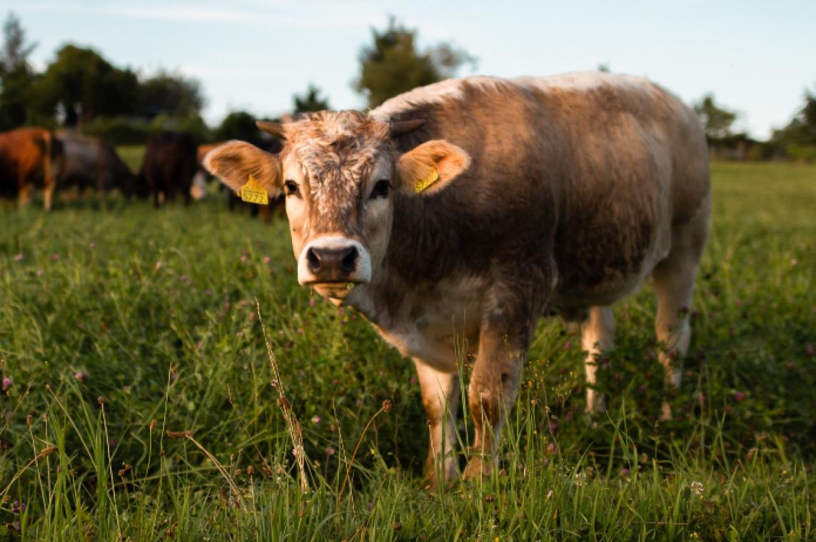 BIZAR. 71 kilo aan zwerfvuil aangetroffen in maag van koe